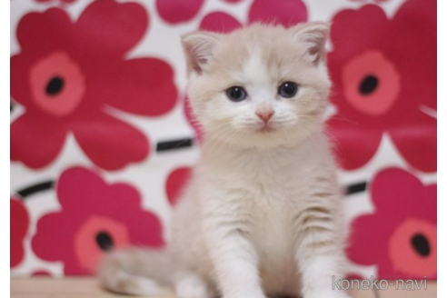 成約済の東京都のスコティッシュフォールド(折れ耳)-70788の1枚目